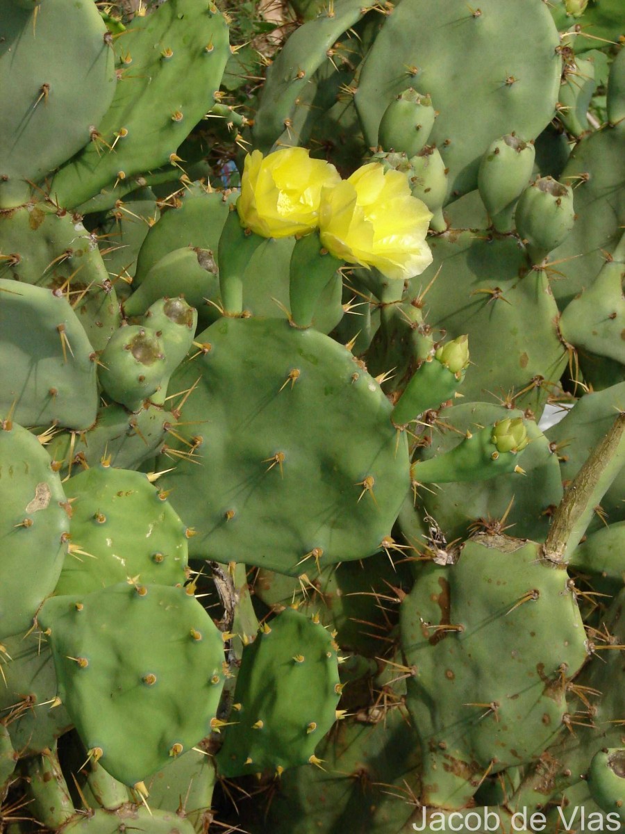Opuntia dillenii (Ker Gawl.) Haw.